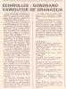 1984-Echirolles
